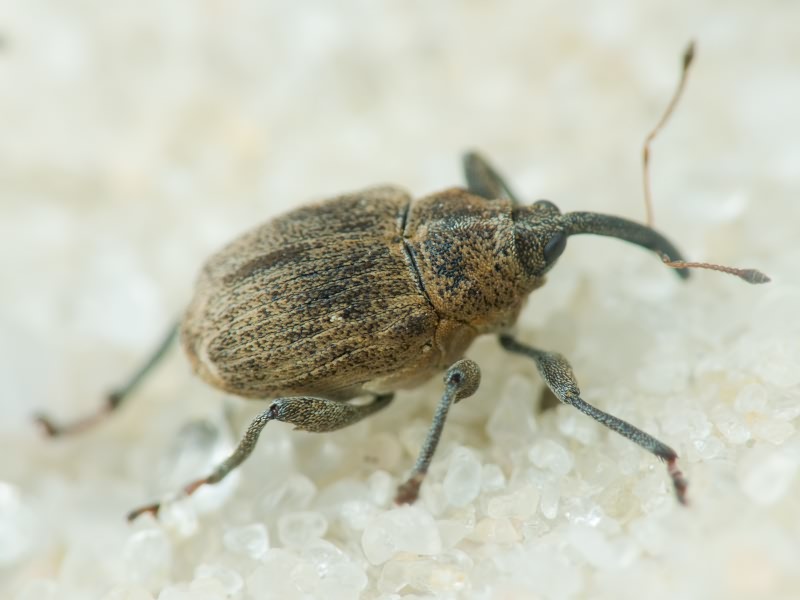 Mogulones raphani (Fabricius, 1792)